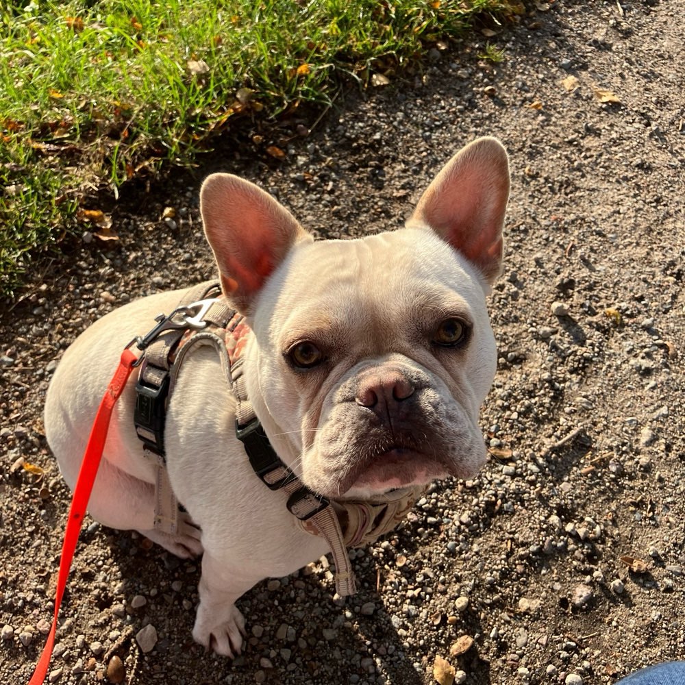 Hundetreffen-Social Walk / gemeinsame Spaziergänge-Profilbild