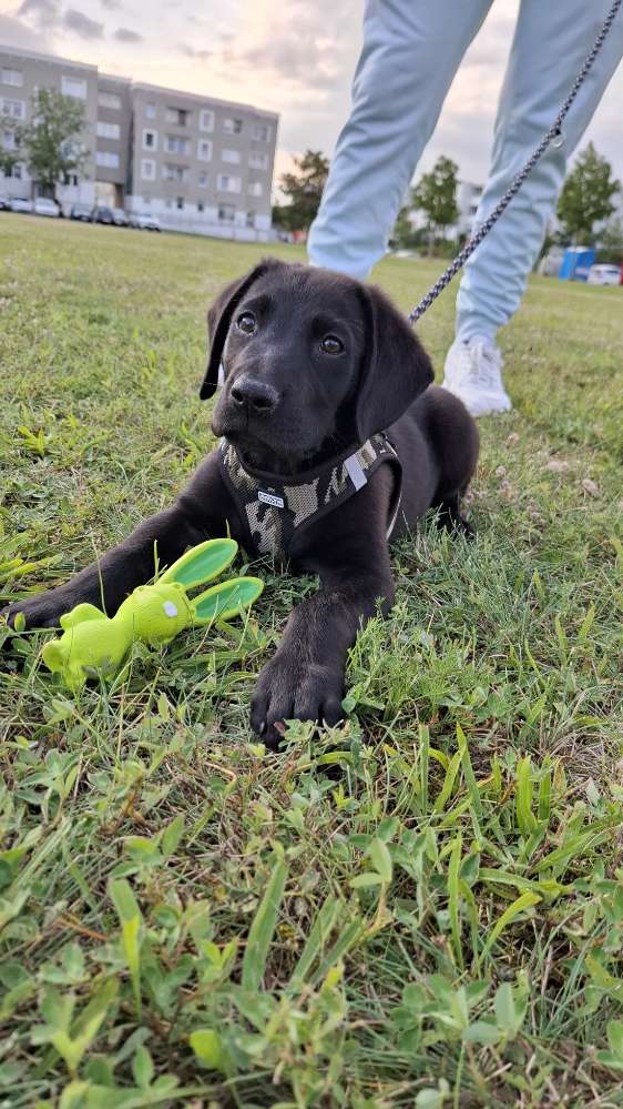 Hundetreffen-Welpe zum Spielen gesucht-Profilbild