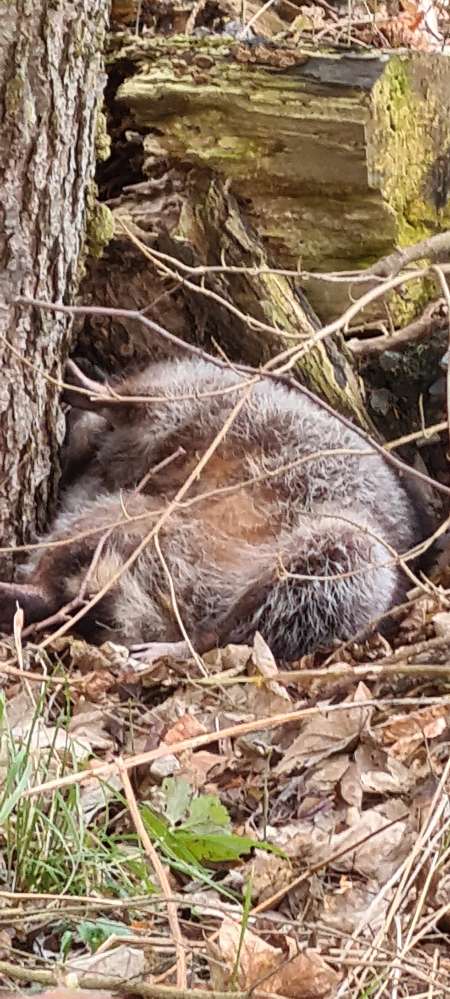 Giftköder-Totes Tier-Profilbild
