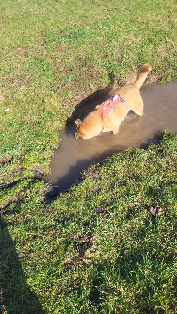 Hundetreffen-Gemeinsame Gassirunde-Profilbild