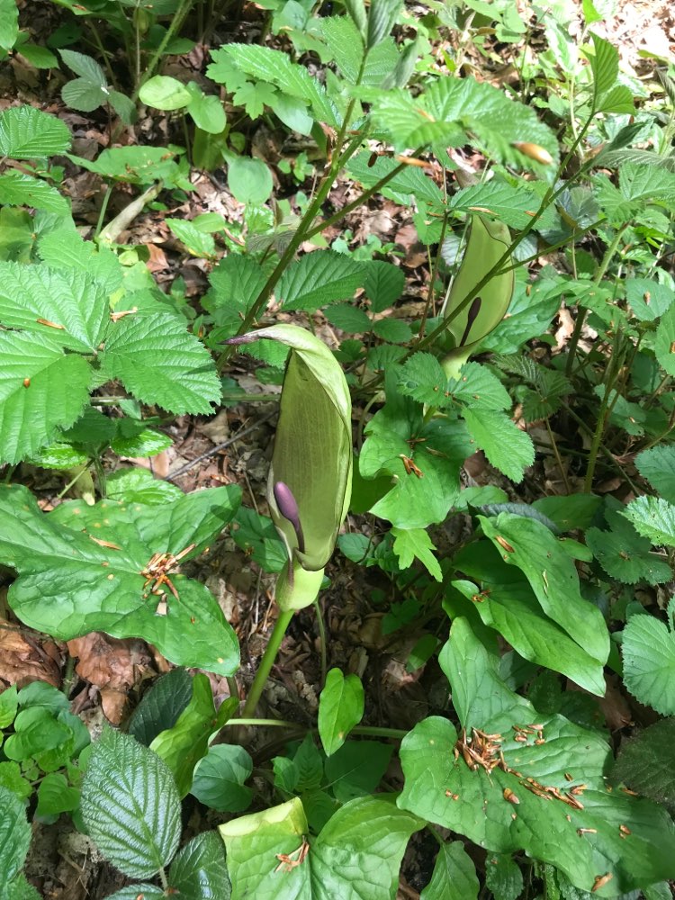 Giftköder-Giftige Pflanzen im gesamten Schlosspark-Profilbild