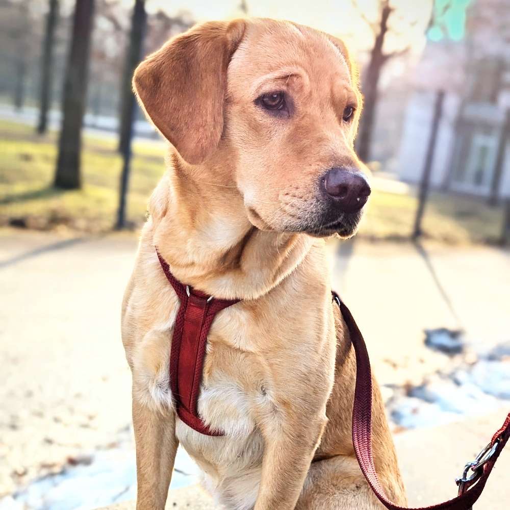 Hundetreffen-Spielen und Toben im Auslauf-Profilbild