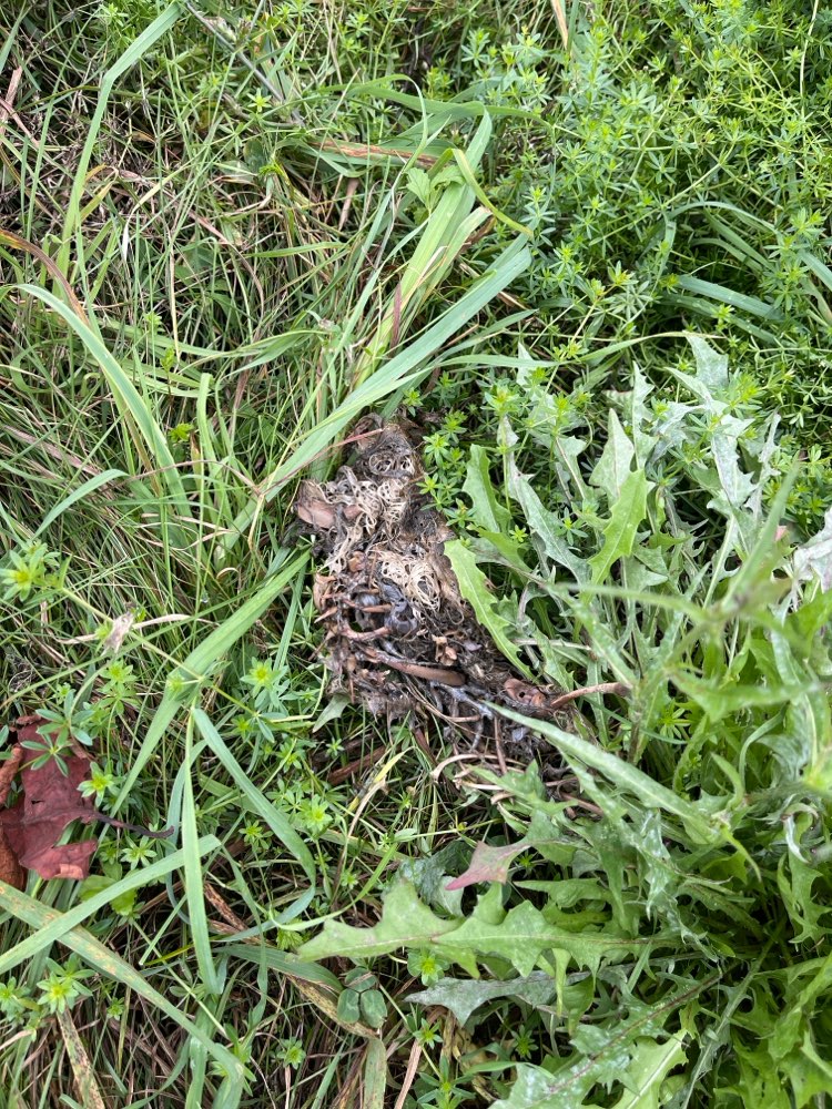 Giftköder-Reste eines toten Hasen-Profilbild