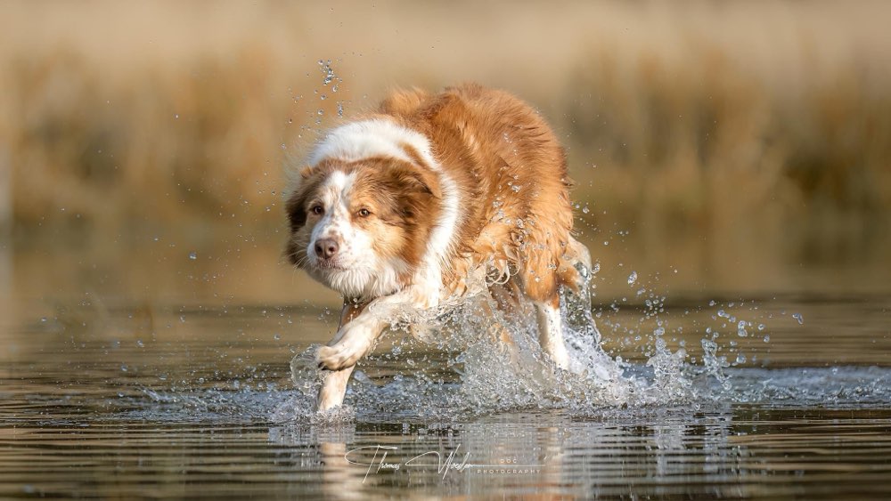 Hundetreffen-Hunde Fotoshooting-Profilbild