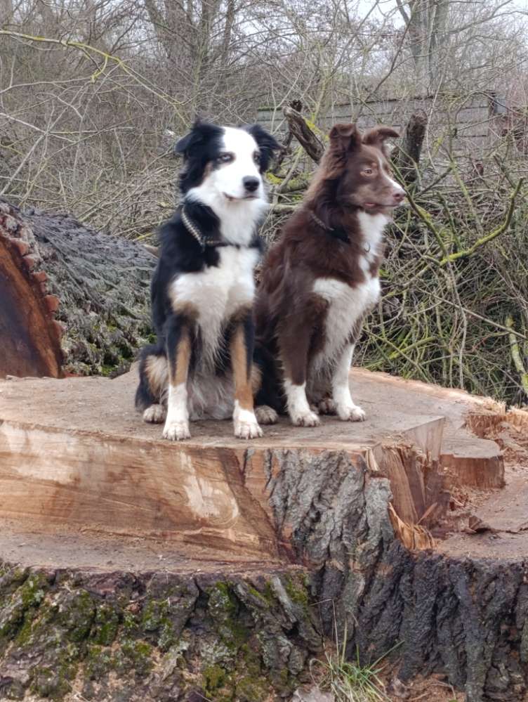 Hundetreffen-Gassipartner und Spielfreude gesucht-Profilbild