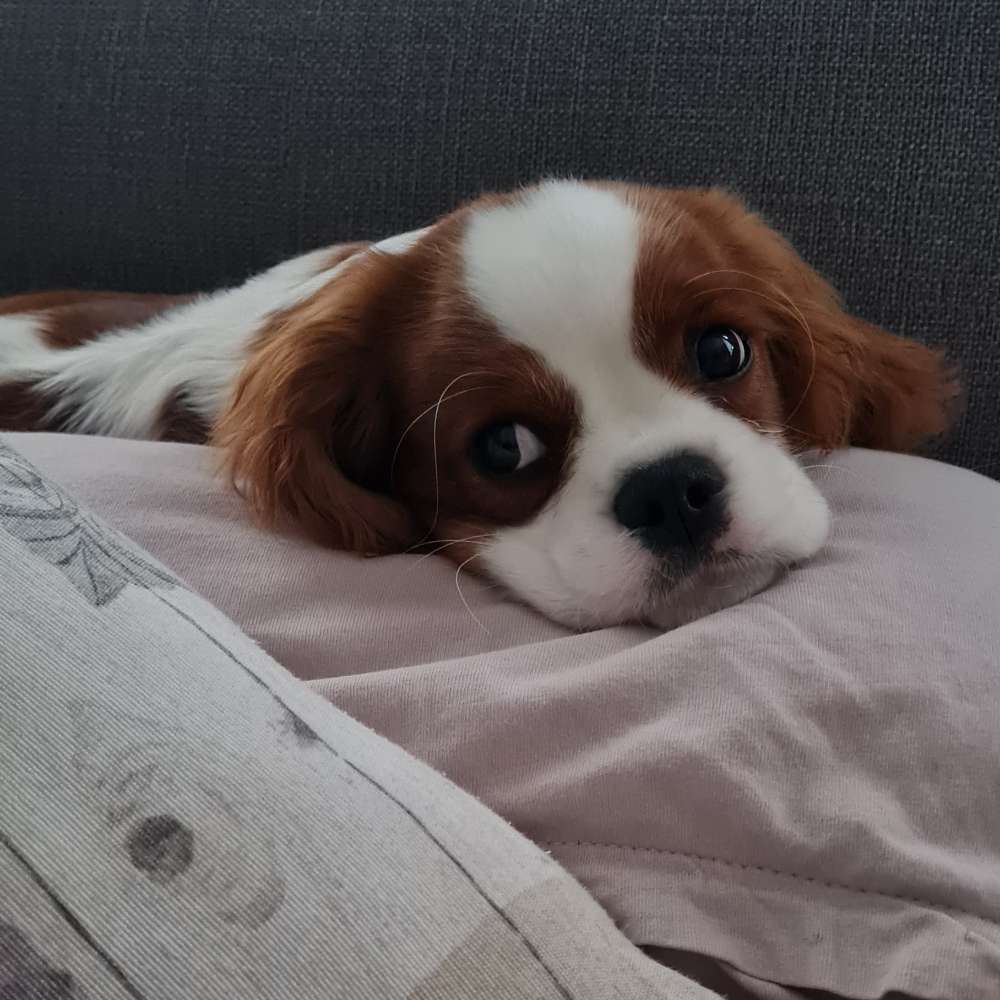 Hundetreffen-Gassi- und Schnupperrunde-Profilbild