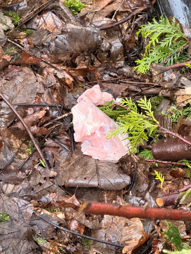 Giftköder-Verdorbenes Fleisch oder noch schlimmer-Profilbild