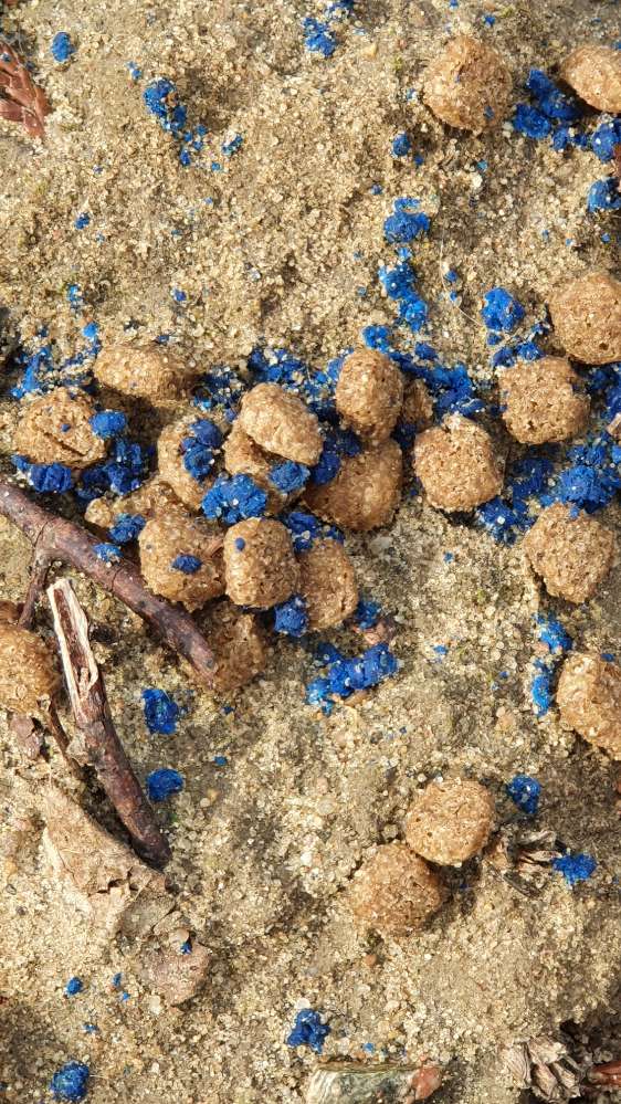 Giftköder-Rattengift-Profilbild