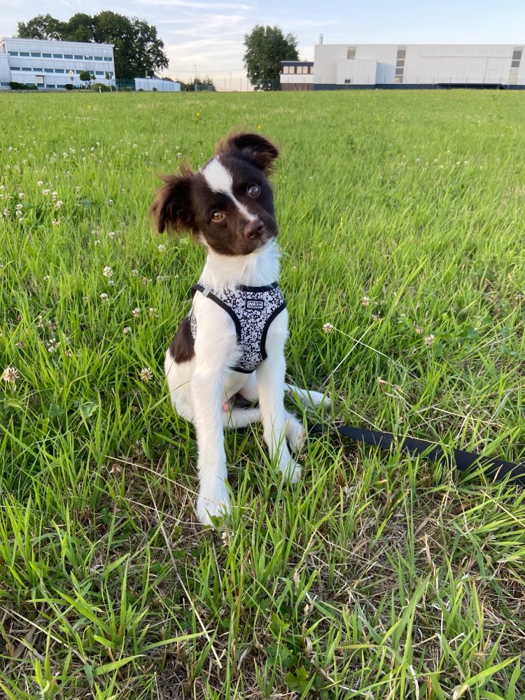 Hundetreffen-Spielgefährte Gesucht-Profilbild