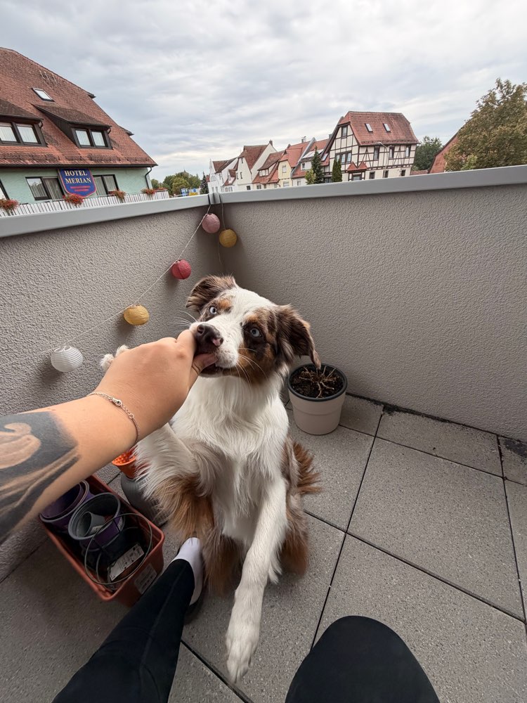 Hundetreffen-Spazierpartner zum gemeinsamen Üben gesucht 🐾-Profilbild