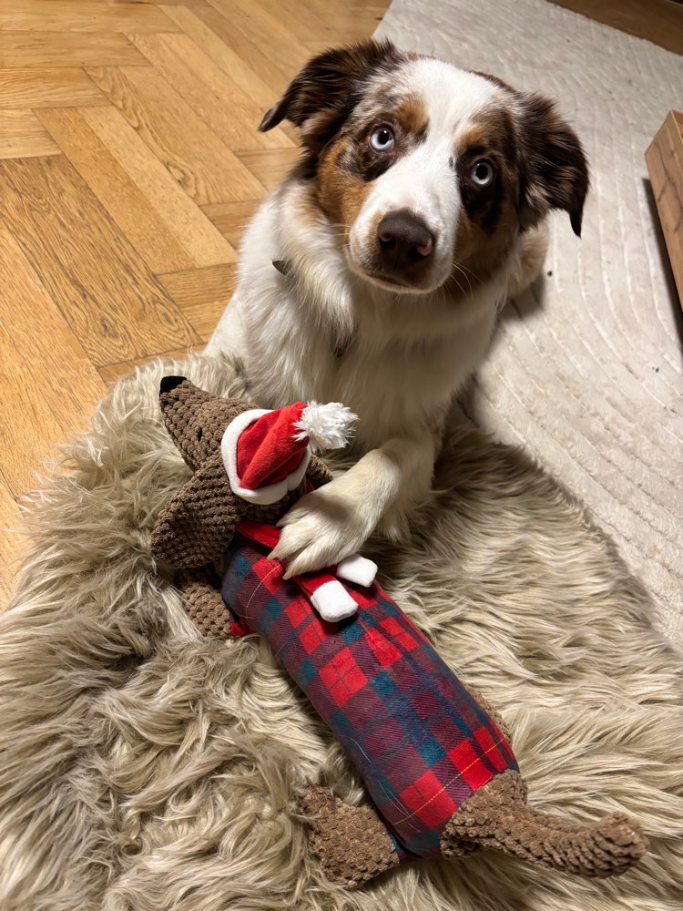 Hundetreffen-Spaziergang und Wandern mit Hund-Profilbild