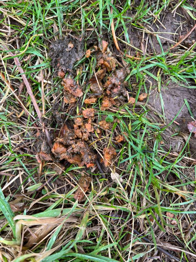 Giftköder-Rohes Fleisch, Gift nicht auszuschließen-Profilbild