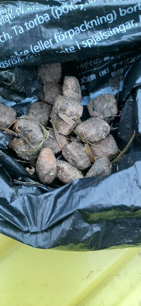 Giftköder-Verstreutes Trockenfutter-Profilbild