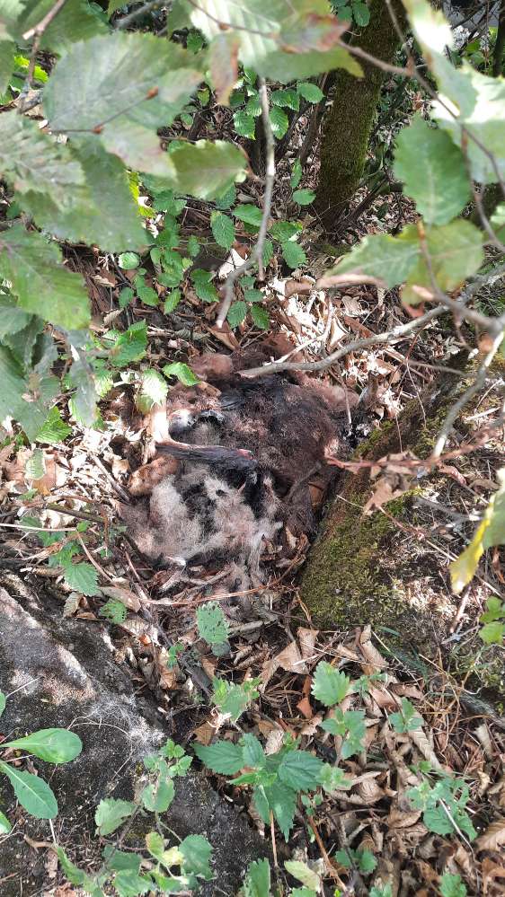 Giftköder-Rehkadaver-Profilbild