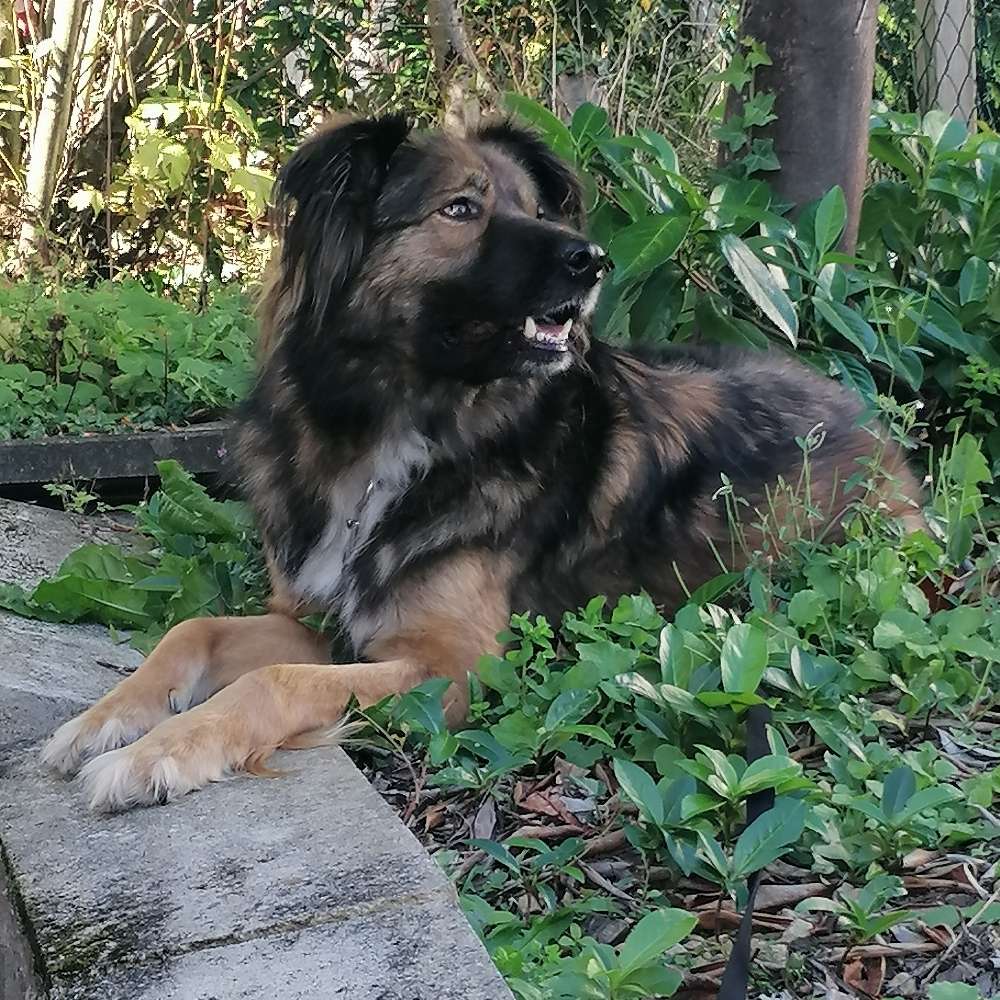 Hundetreffen-Gassirunde mit Corvo-Profilbild