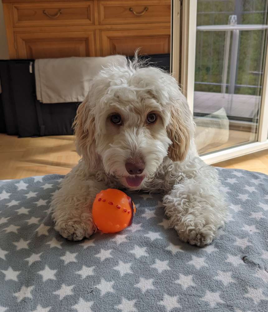 Hundetreffen-Gemeinsame Gassirunde und Spielen-Profilbild