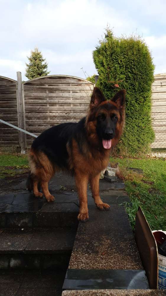 Hundetreffen-Spielen und spazieren gehen-Profilbild