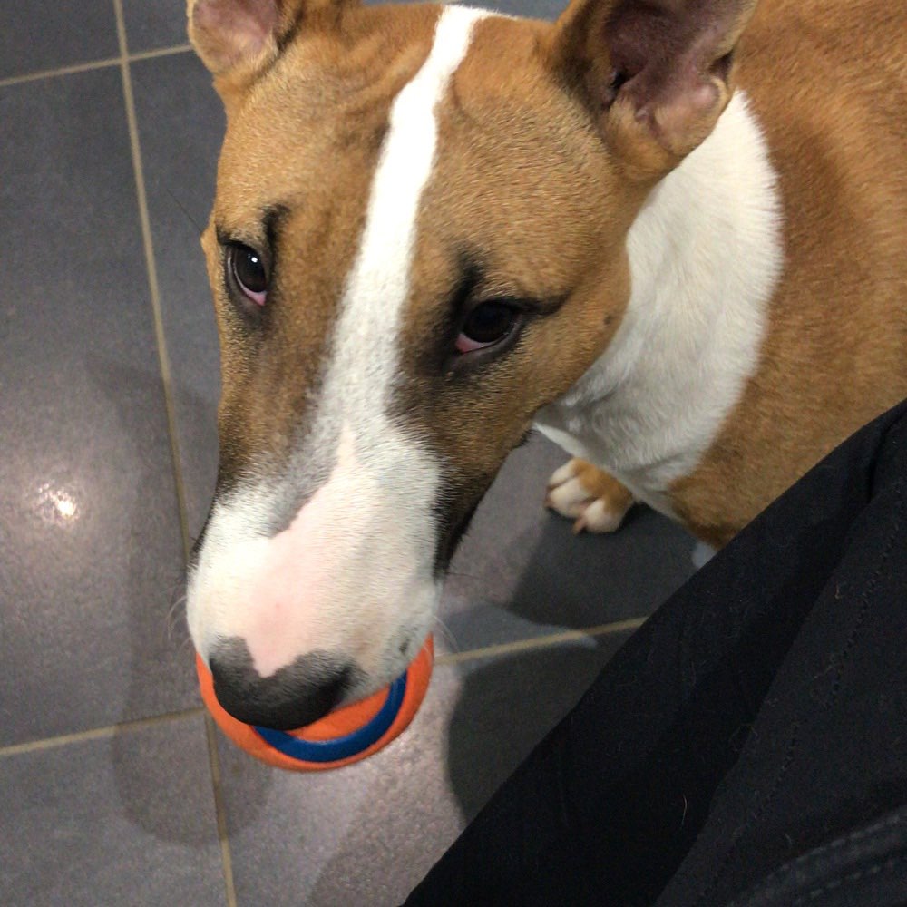 Hundetreffen-Junghundetreffen-Profilbild