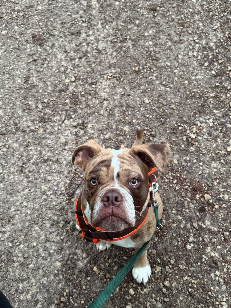 Hundetreffen-Treffen mit Spike-Profilbild