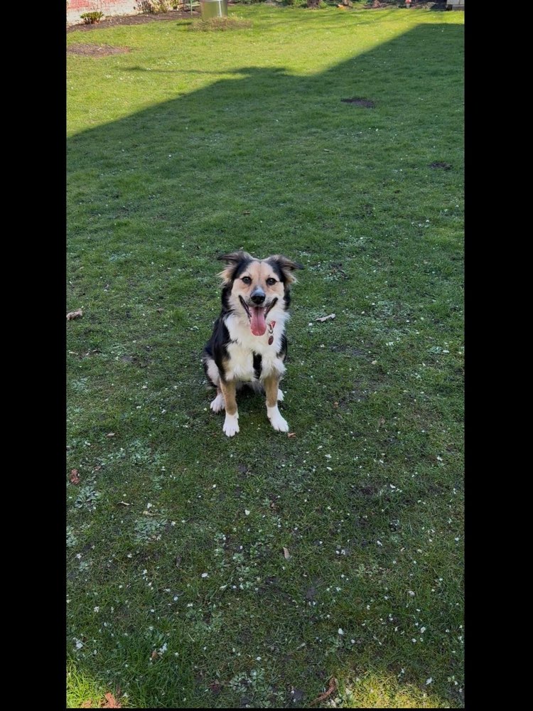 Hundetreffen-Treffen mit unserer Hündin zum Spielen und gassi gehen-Profilbild