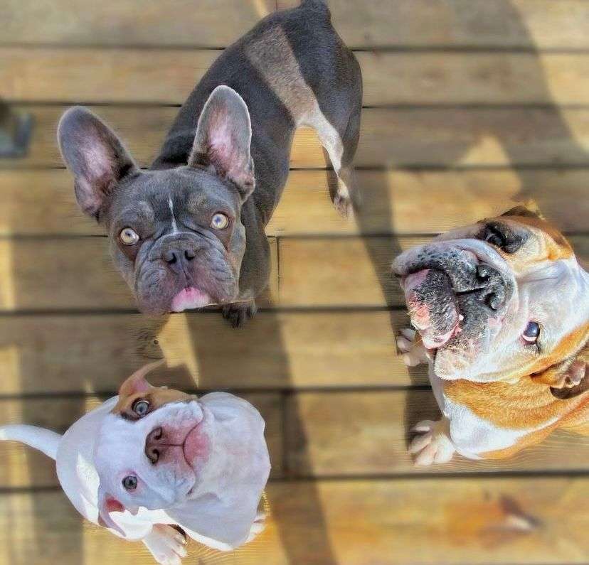 Hundetreffen-Spielen, neue Freunde kennenlernen und Gassigehen in Riedlingen und Umgebung-Profilbild