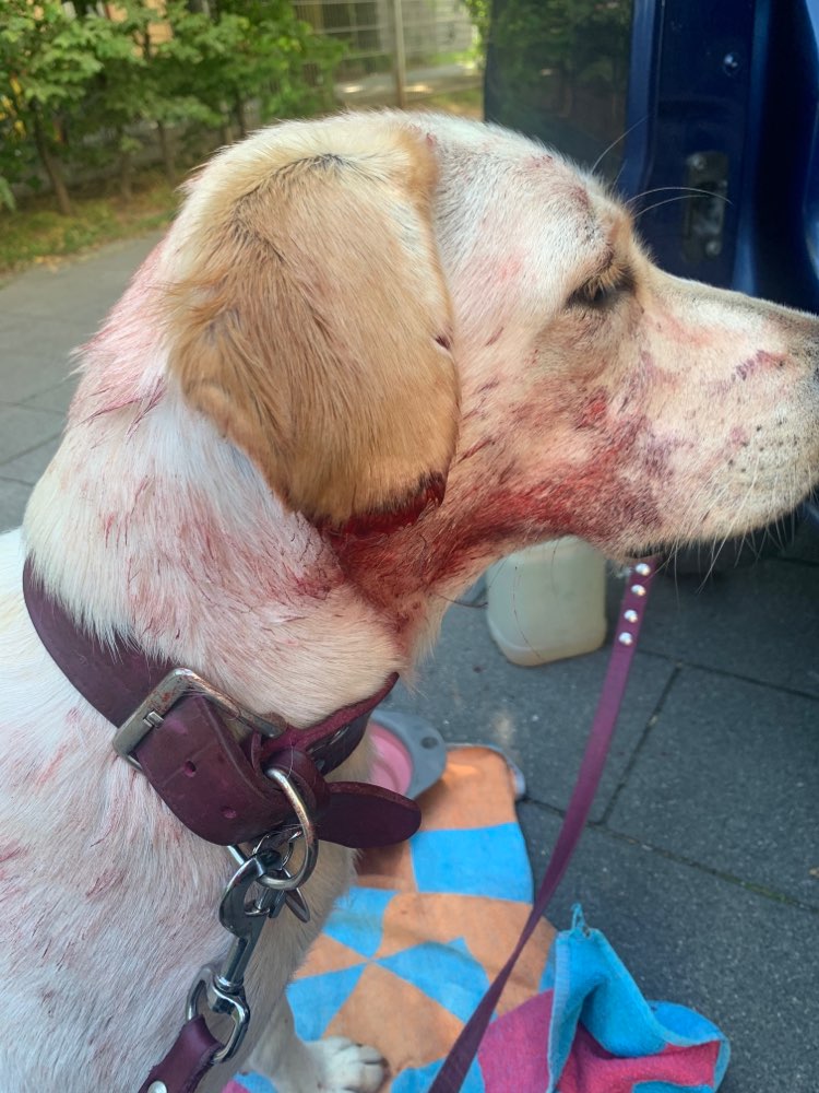 Giftköder-Aggressiver Bullterrier schwarz weiß-Profilbild