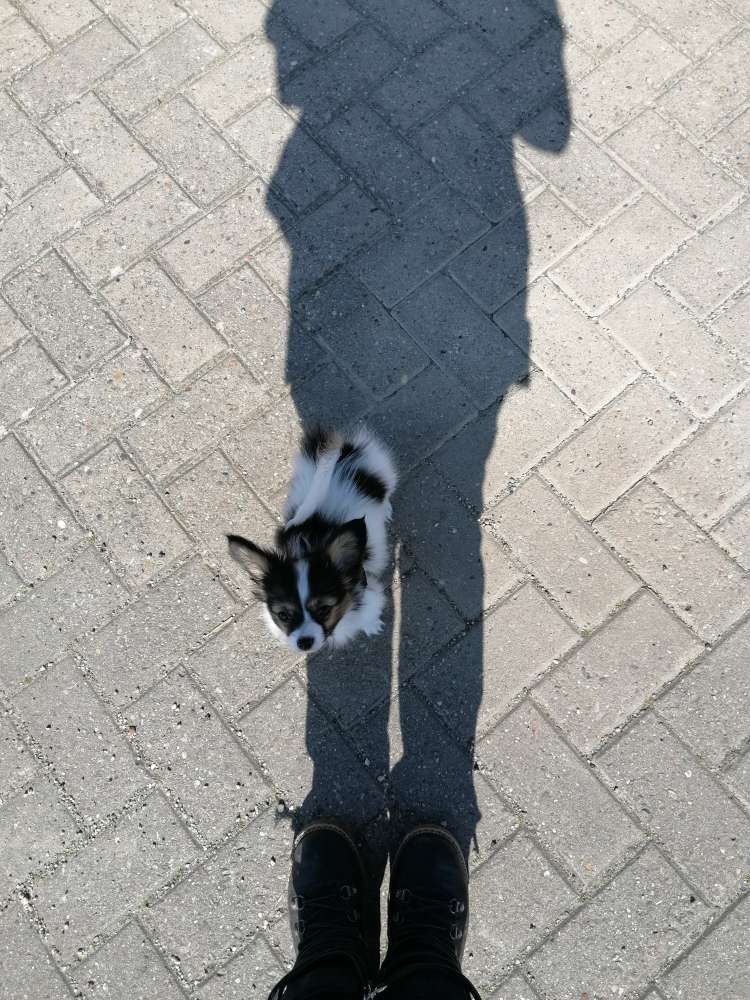 Hundetreffen-Mini Hunde in der Nähe-Profilbild