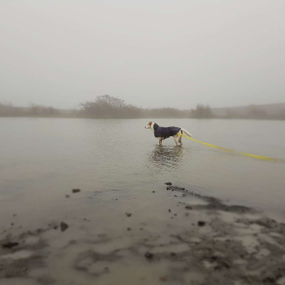 Hundetreffen-Gassirunden in GE und Umgebung-Profilbild