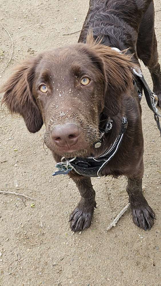 Hundetreffen-Training: Gelassenere Hundebegegnungen-Profilbild