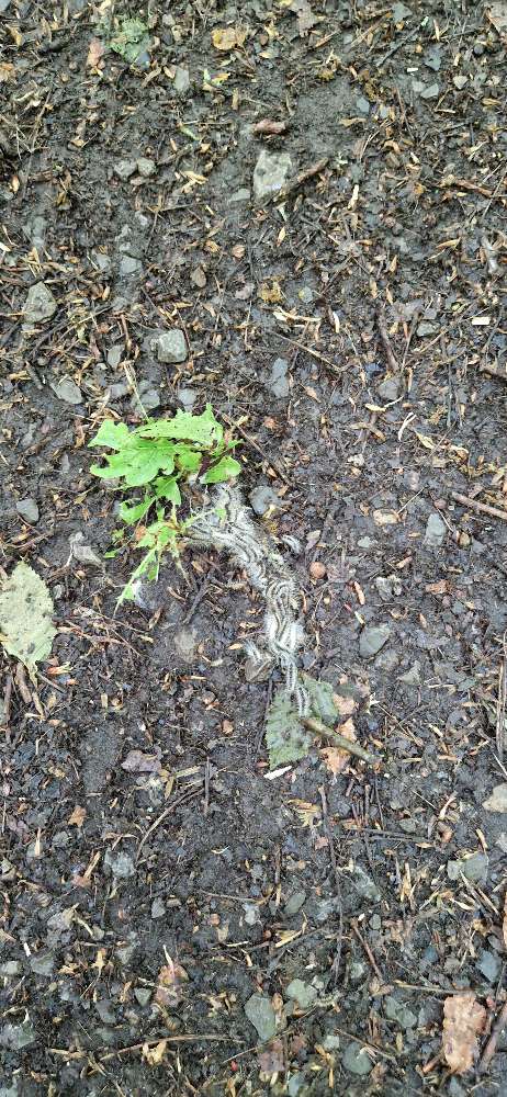 Giftköder-Eichenspinner-Profilbild