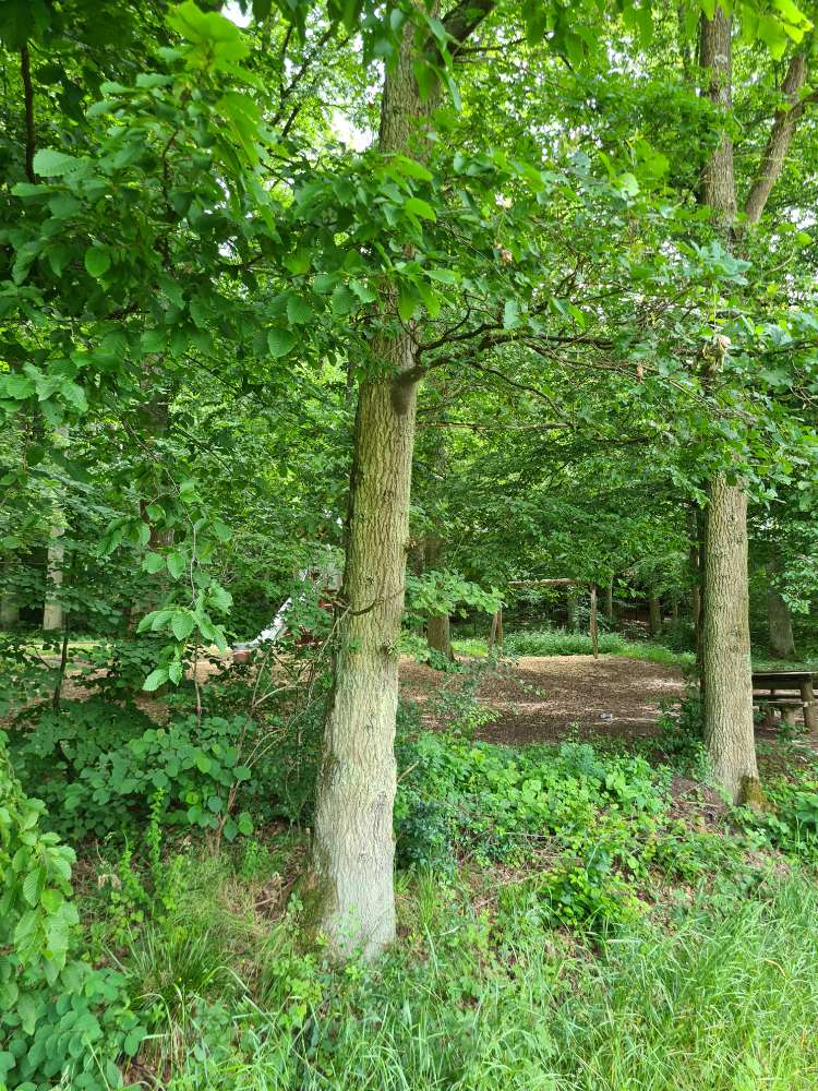 Giftköder-Eichen Prozessions Spinner-Profilbild