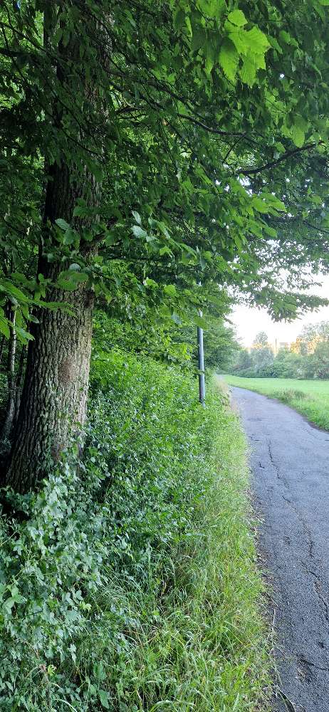 Giftköder-Eichenspinner-Profilbild