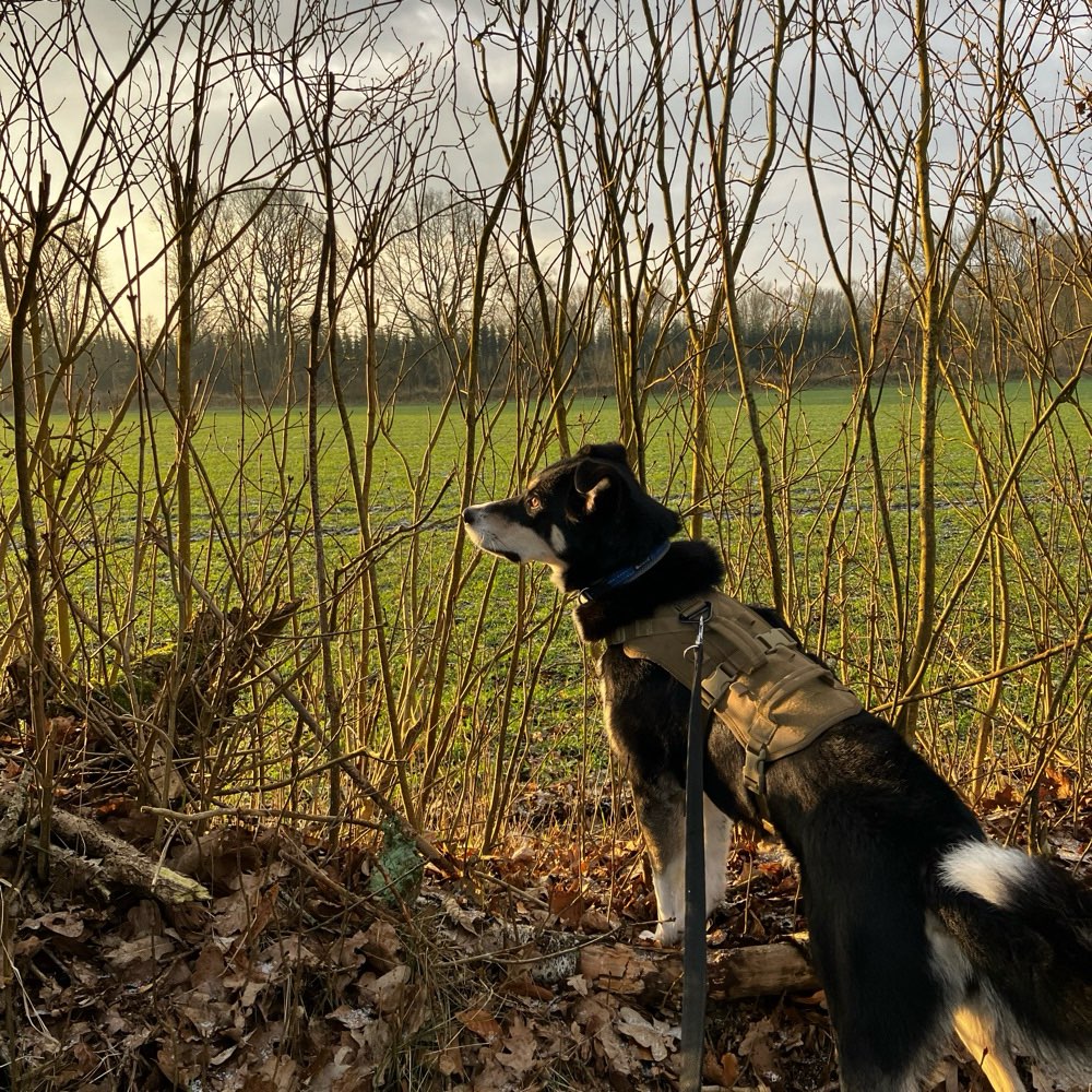 Hundetreffen-Gassirunde und spielen-Profilbild
