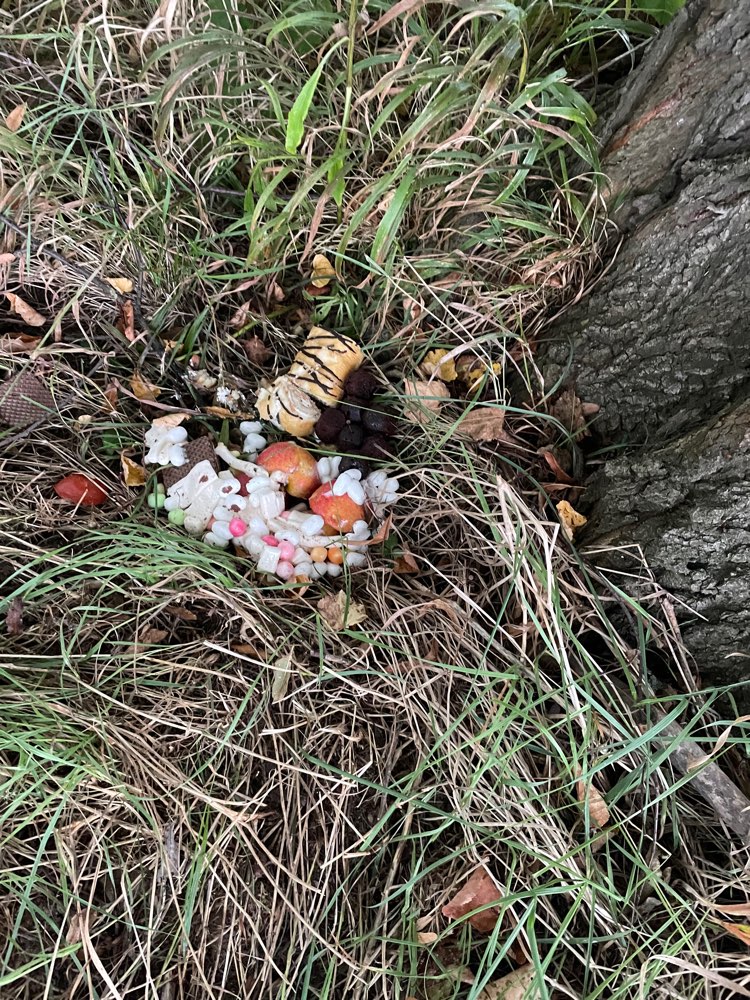 Giftköder-Kuchen und Schokolade-Profilbild