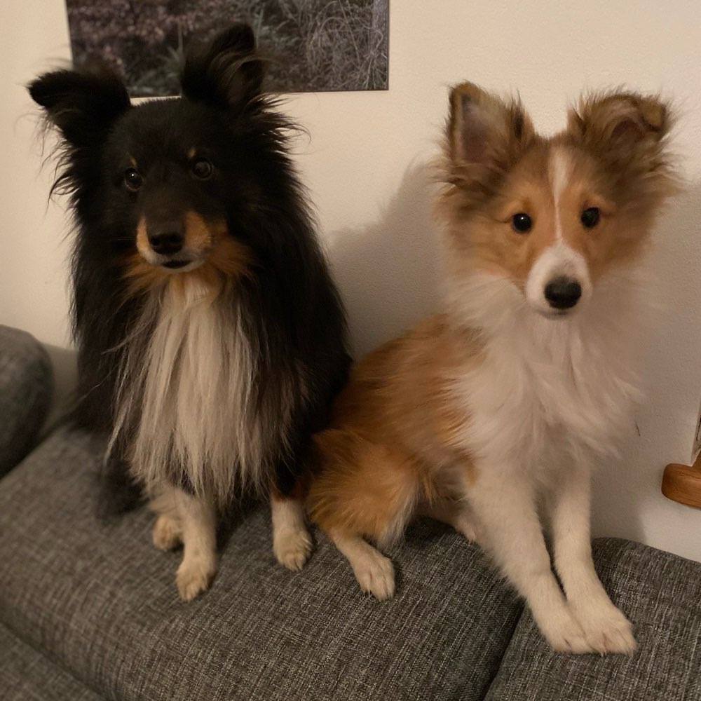 Hundetreffen-Rommerskirchen-Profilbild