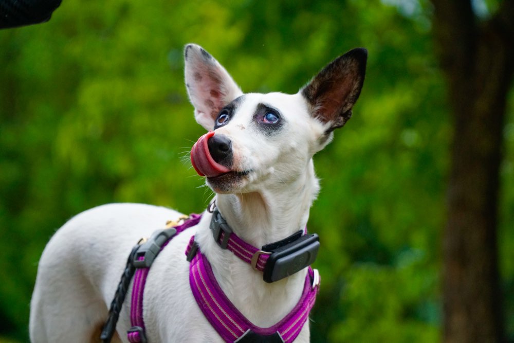 Hundetreffen-Gassirunde mit wenig Kontakt-Profilbild