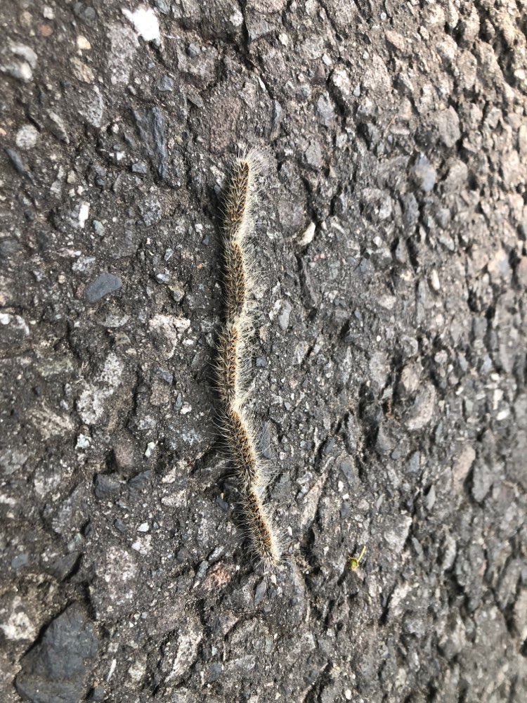 Giftköder-Eichenprozessionsspinner-Profilbild