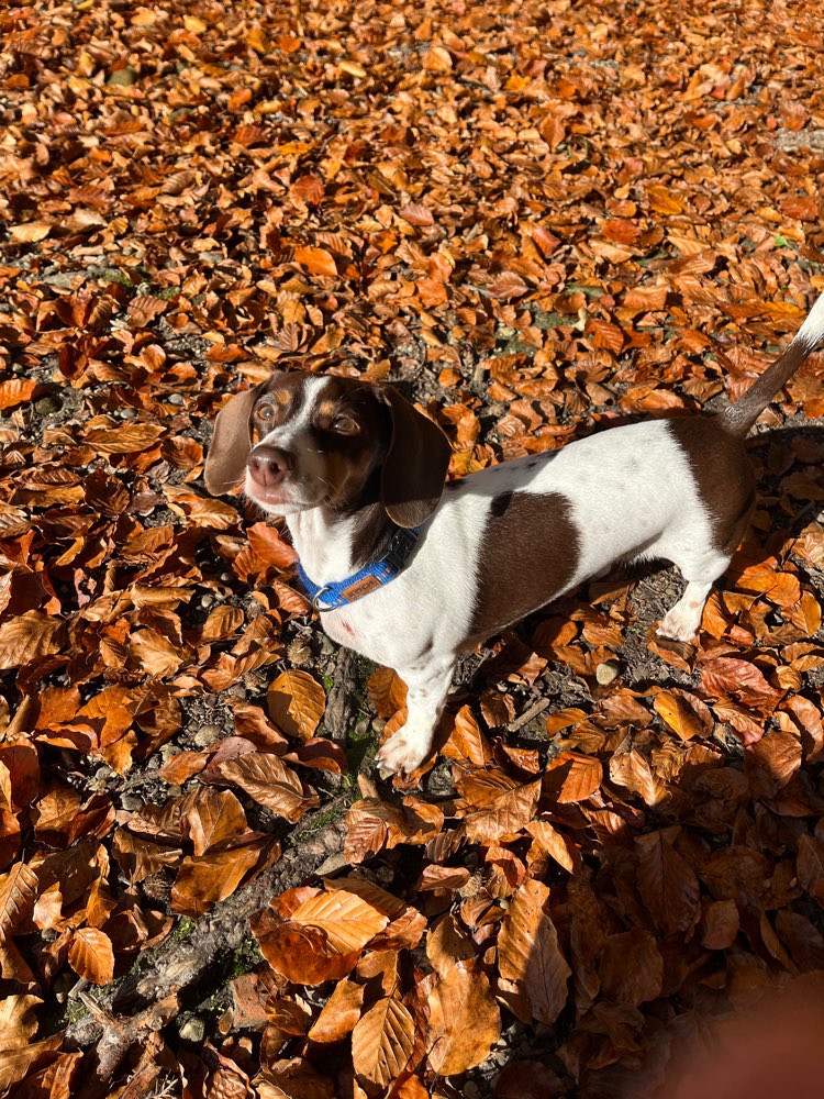 Hundetreffen-Outdoor Walkies mit kleineren und mittelgroßen Wauzis-Profilbild