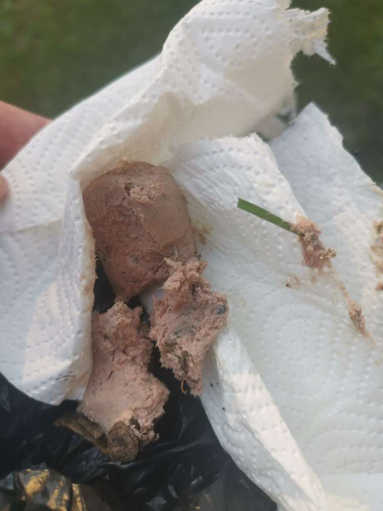 Giftköder-Ausgelegte Wurst-Profilbild