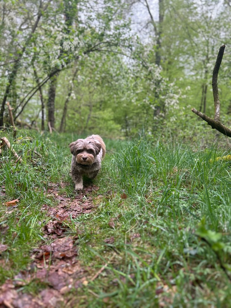 Hundetreffen-Hundefreunde zum toben gesucht-Profilbild
