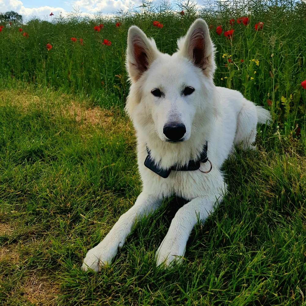 Hundetreffen-Welpen Junghundtreffen-Profilbild