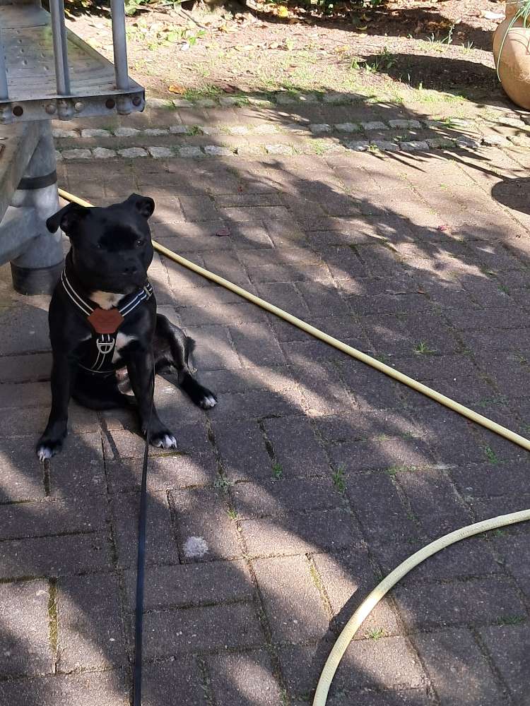 Hundetreffen-Gassirunde-Profilbild
