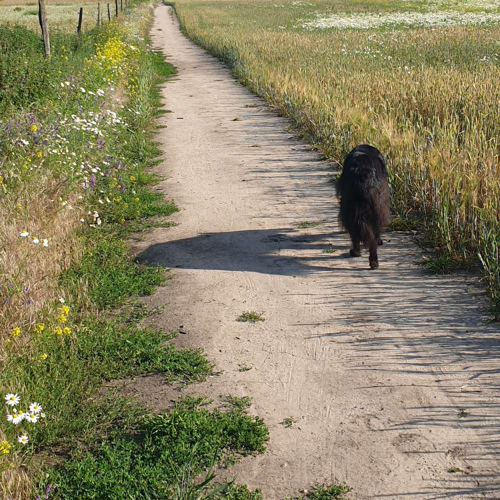 Hundetreffen-Spaziergang Friederikenhof-Profilbild