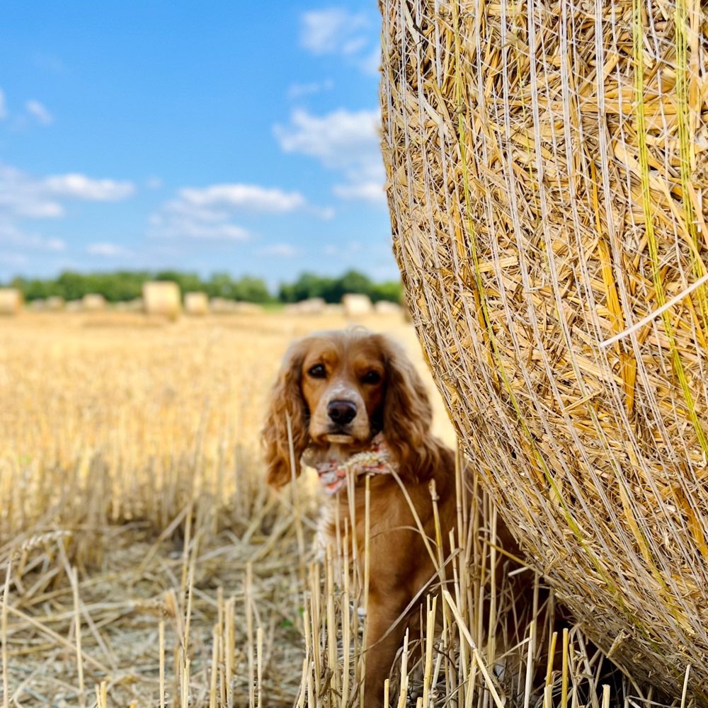Hundetreffen-Hundesitter gesucht-Profilbild