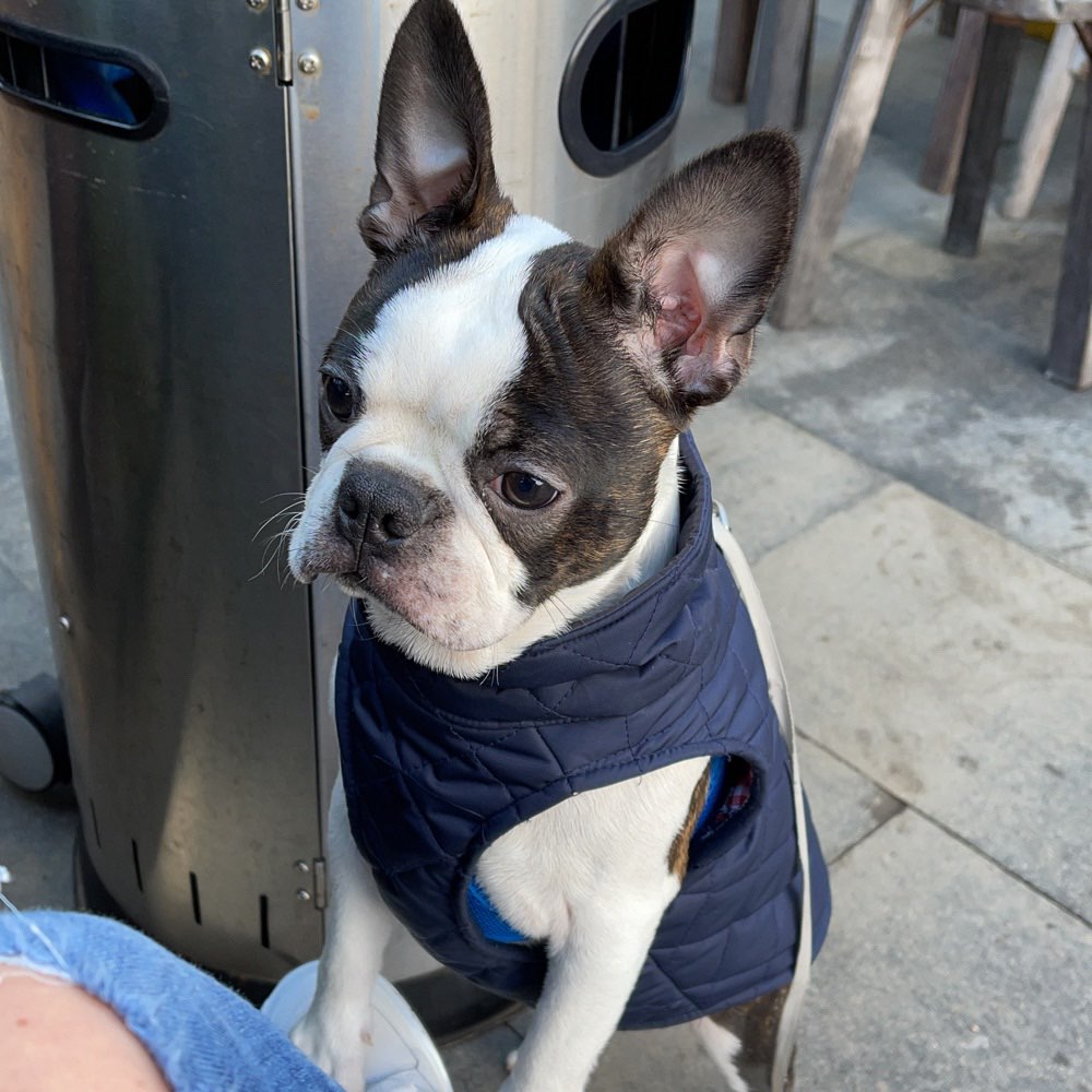 Hundetreffen-Junghunde Treffen-Profilbild