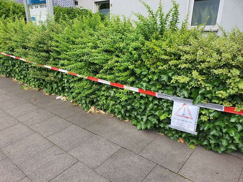 Giftköder-Prozessionsraupen-Profilbild