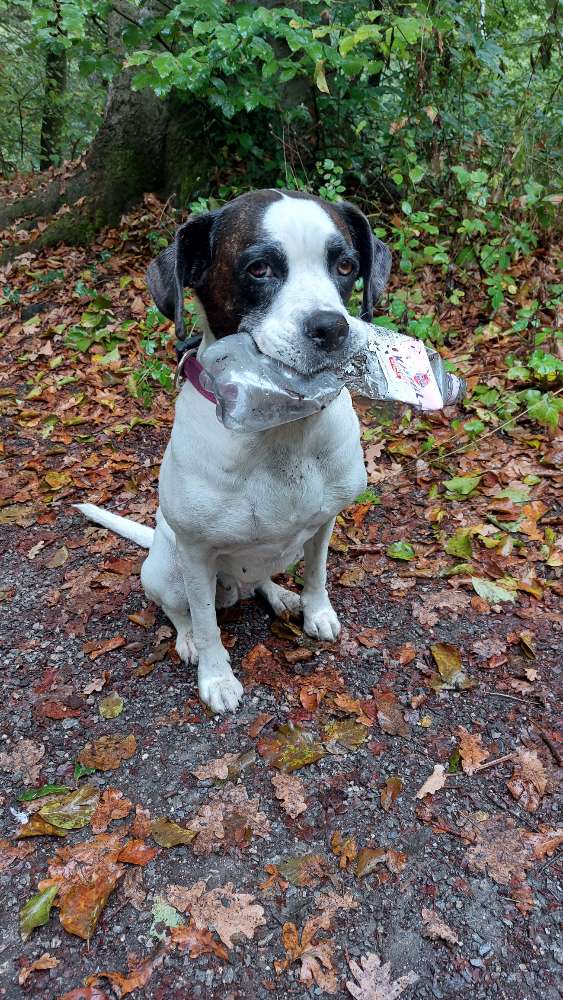 Hundetreffen-Hunderunde Schwerte-Profilbild