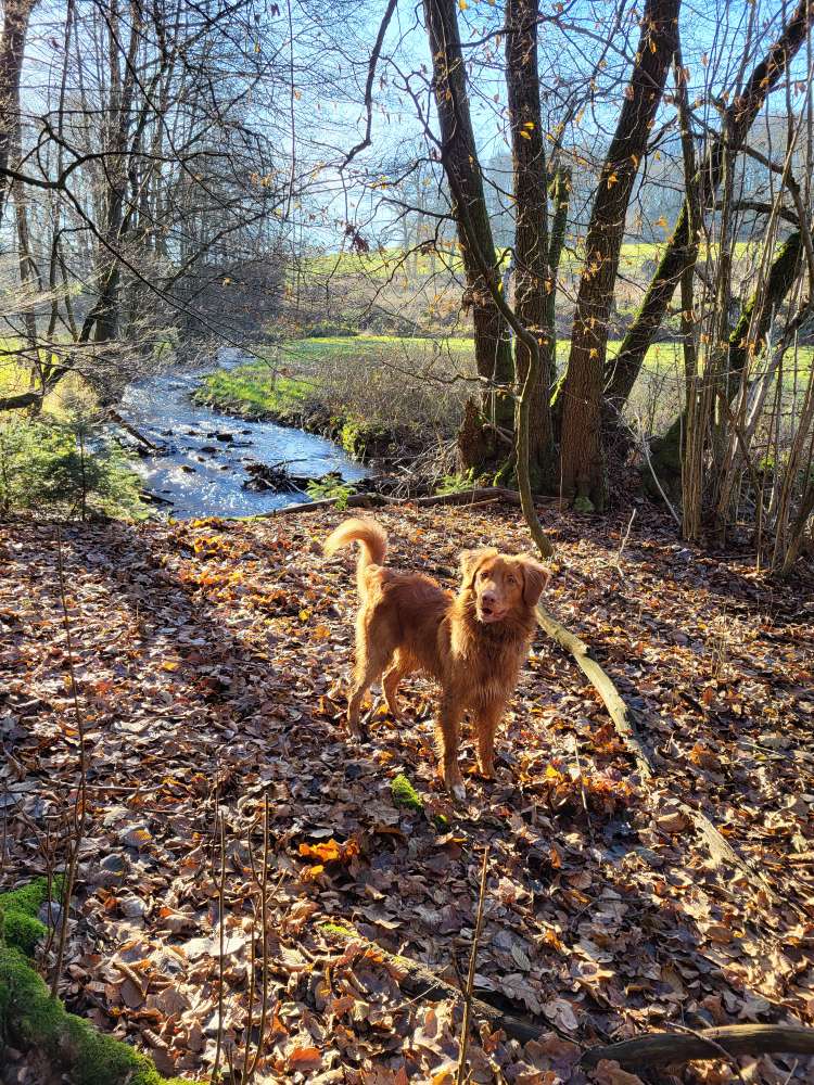 Hundetreffen-Hundekumpel zum Training und zum Toben gesucht-Profilbild