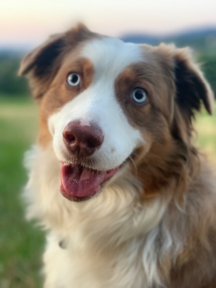 Hundetreffen-Spielrunden / gemeinsames leinenloses Gassi-Profilbild