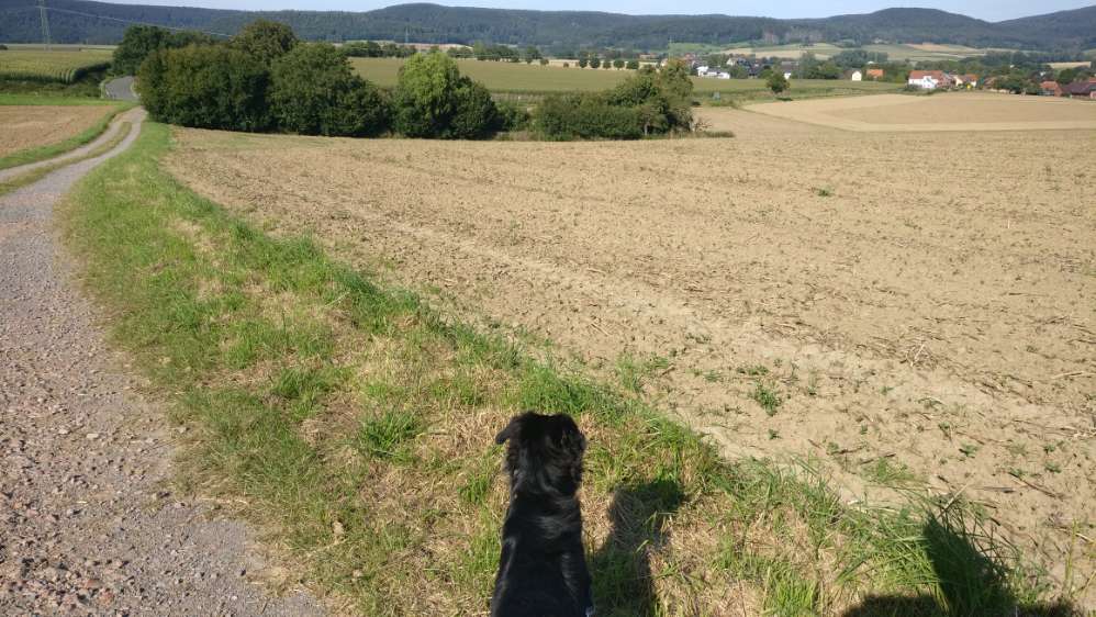 Hundetreffen-Gassi- und Spielrunden-Profilbild